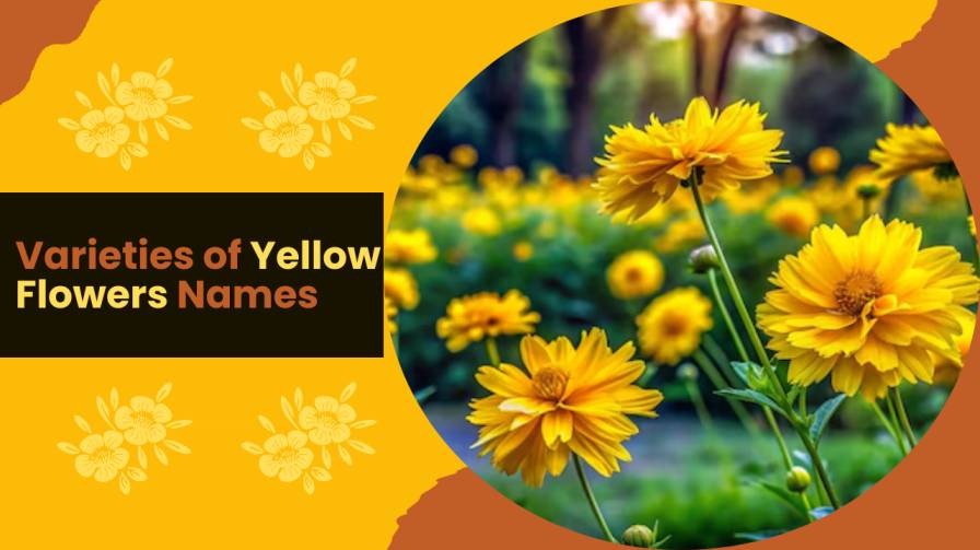 Varieties of Yellow Flowers Names