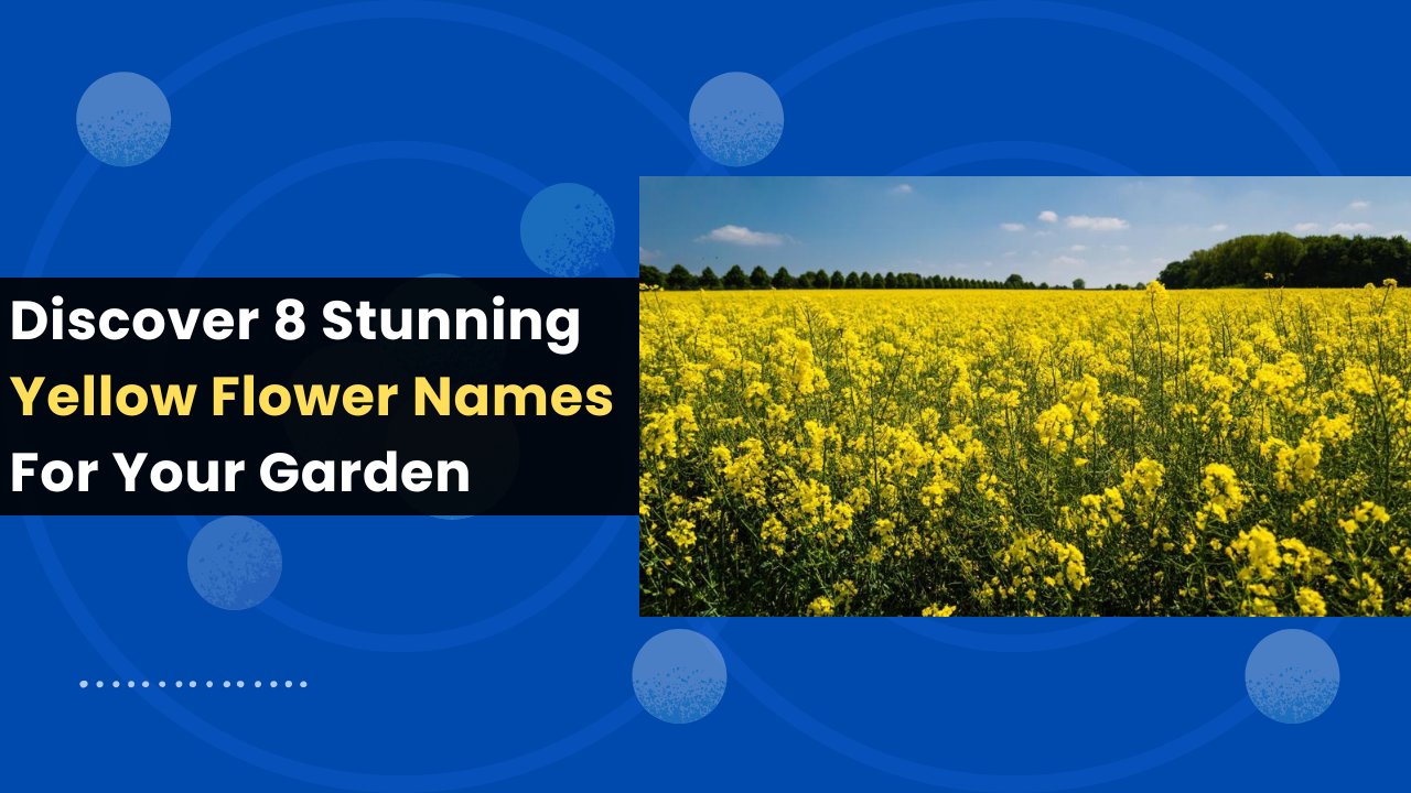 Discover 8 Stunning Yellow Flower Names For Your Garden