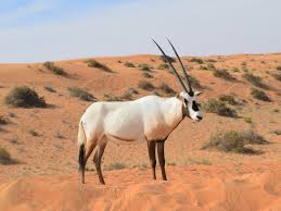 Discover the Wild Side: A Guide to Wildlife in Dubai Desert