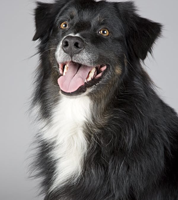 Dog Summer Clothes: Keep Your Pup Cool, Safe, and Stylish