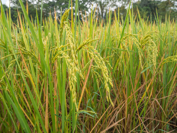 Crop yield