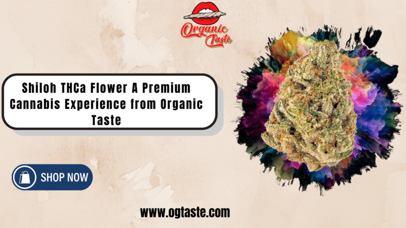 Shiloh THCa Flower A Premium Cannabis Experience from Organic Taste (1)