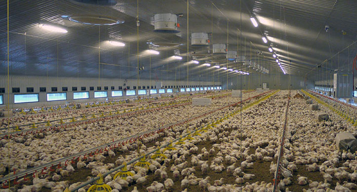 Building Strong Poultry Farms and Practical Warehouses Together
