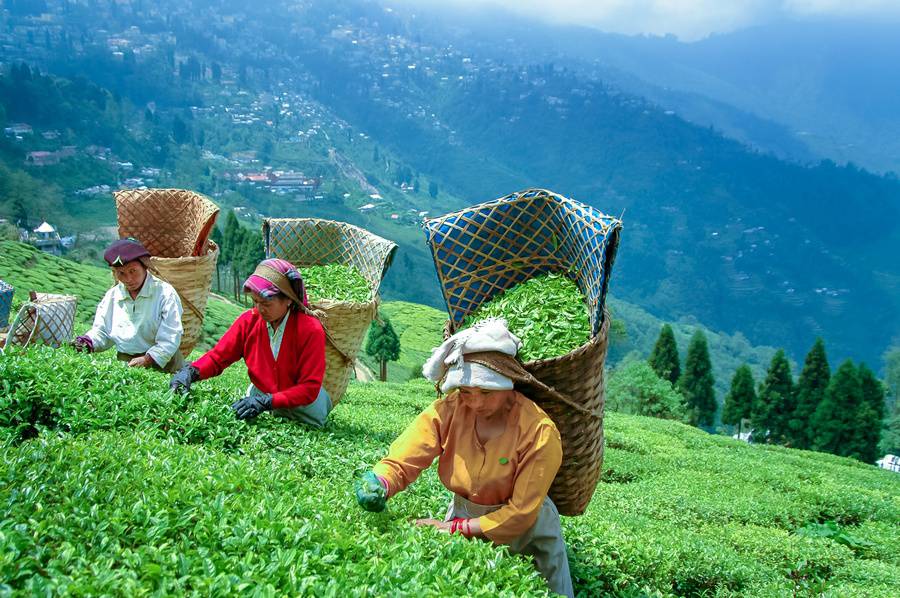 Gangtok & Tsomgo Lake Tour Package – Nature at Its Best