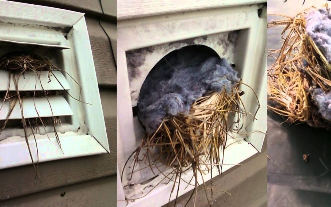 When Can Pets and Bird Removing in Bellevue Help Prevent Serious Damage