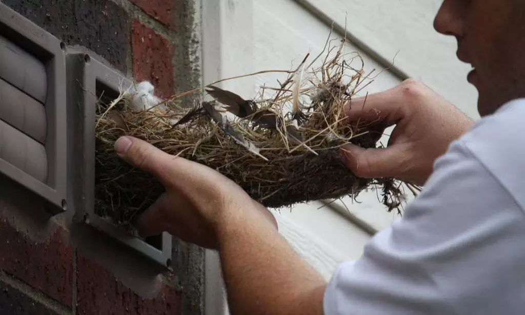 Pets And Bird Removing (3)