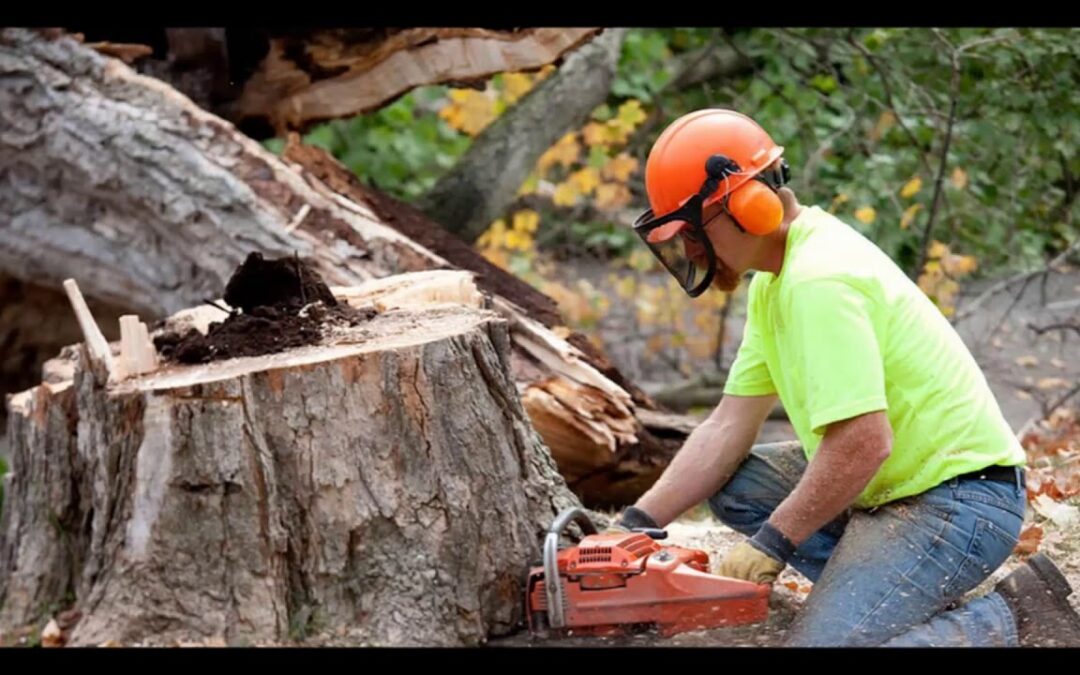 Why is it so Expensive to Have a Tree Removed?