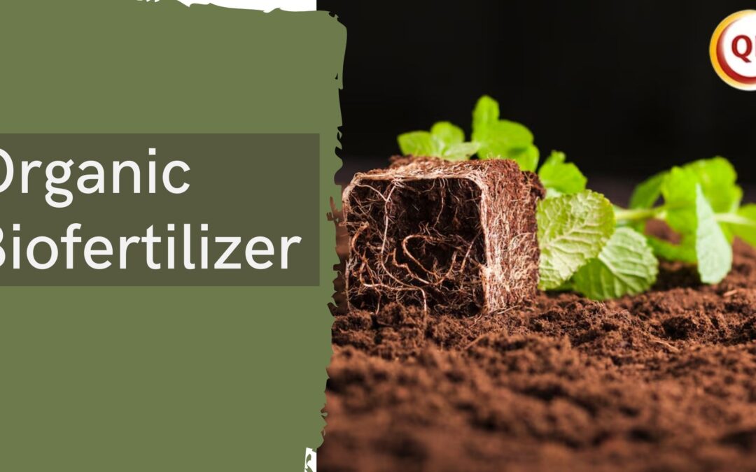 Why Choose Organic Biofertilizer for Long-Term Soil Fertility