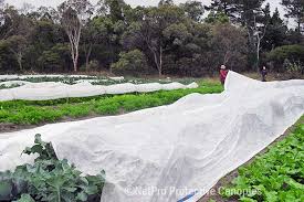 Why Is Protection for Plants Essential for Healthy Growth and Sustainable Gardening?