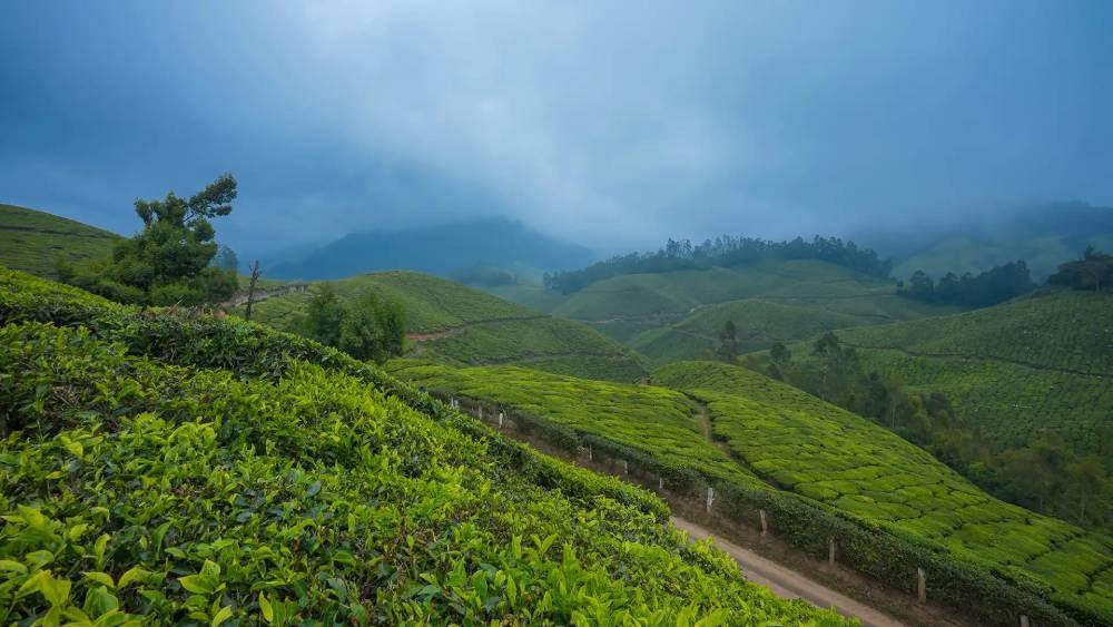 Why Munnar Should Be Your Next Vacation – Tour Packages Inside