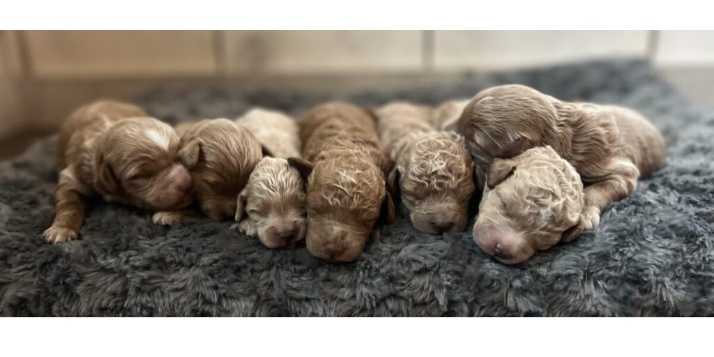 Looking for “Goldendoodle Puppies for Sale Near Me” in Kentucky?