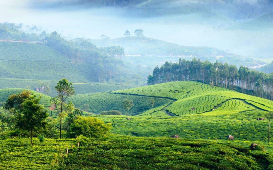 Family-Friendly Munnar Tour Packages for a Perfect Vacation